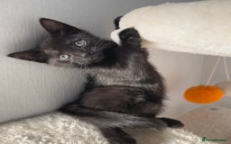 Mixed Breed cats for sale: Russian Blue mix breed kittens  - Image 6