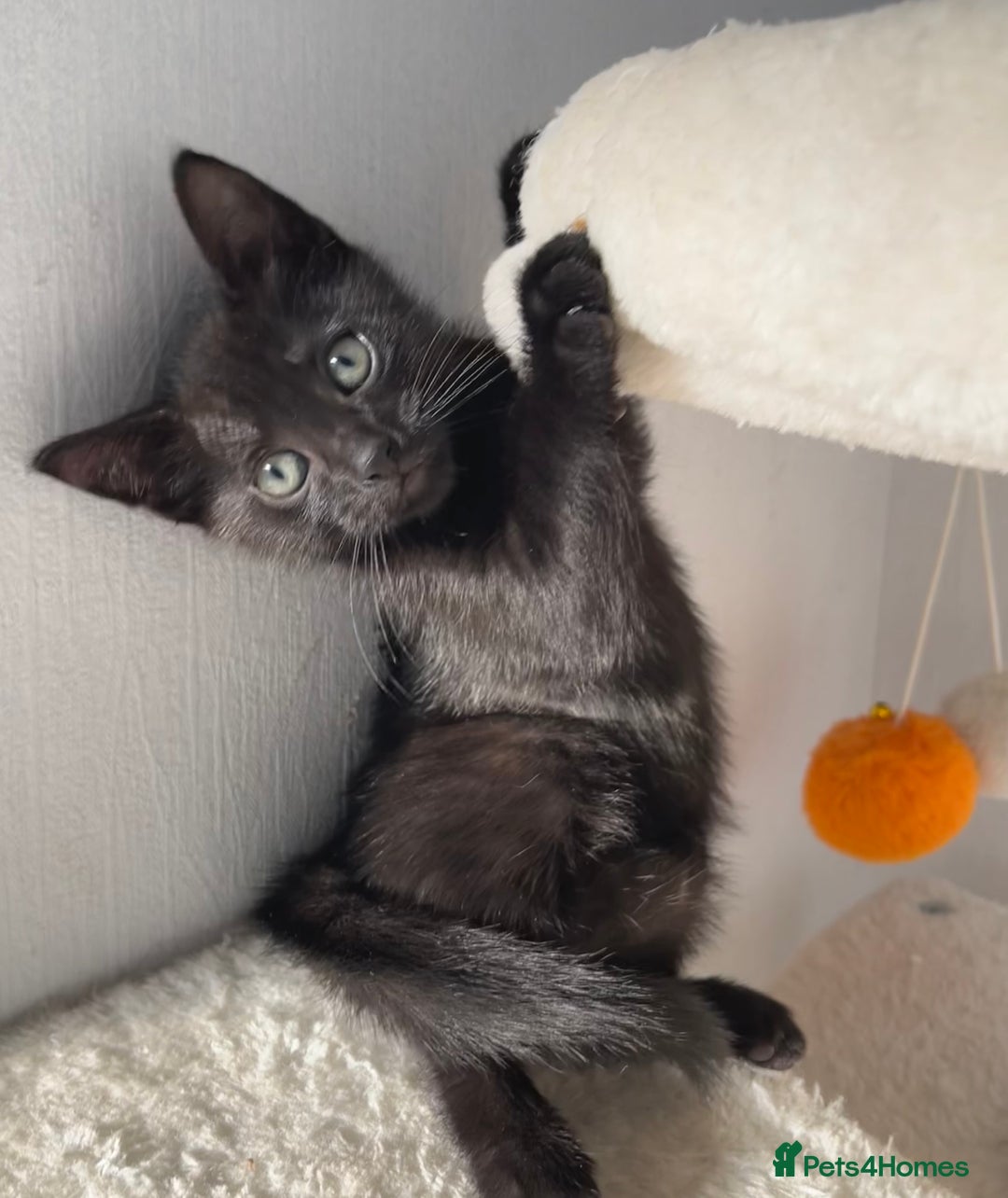 Mixed Breed cats for sale: Russian Blue mix breed kittens  - Image 6