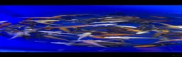 Koi Carp fish for sale: 3-4 inch Koi in Manchester - Advert 3