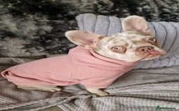 French Bulldog dogs for sale: French bulldog - Image 2