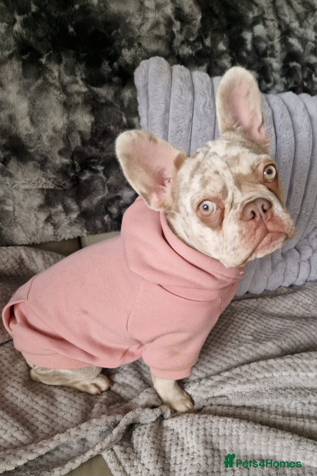 French Bulldog dogs for sale: French bulldog - Image 2