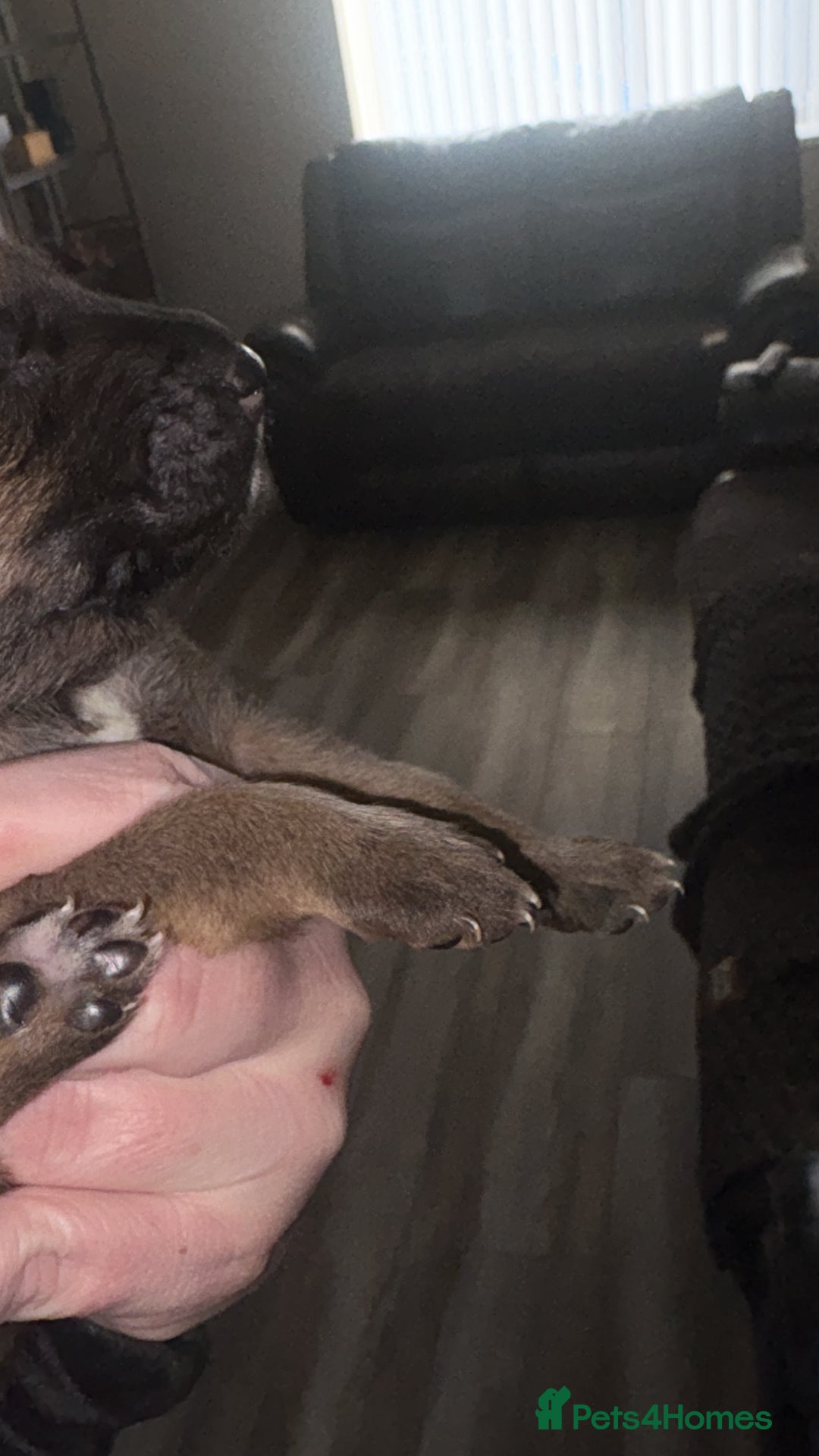 Mixed Breed dogs for sale: Belgian mali cross bullgreyhound PUPPIES  - Advert 34