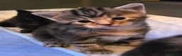 Mixed Breed cats for sale: Fantastic Four - Advert 10