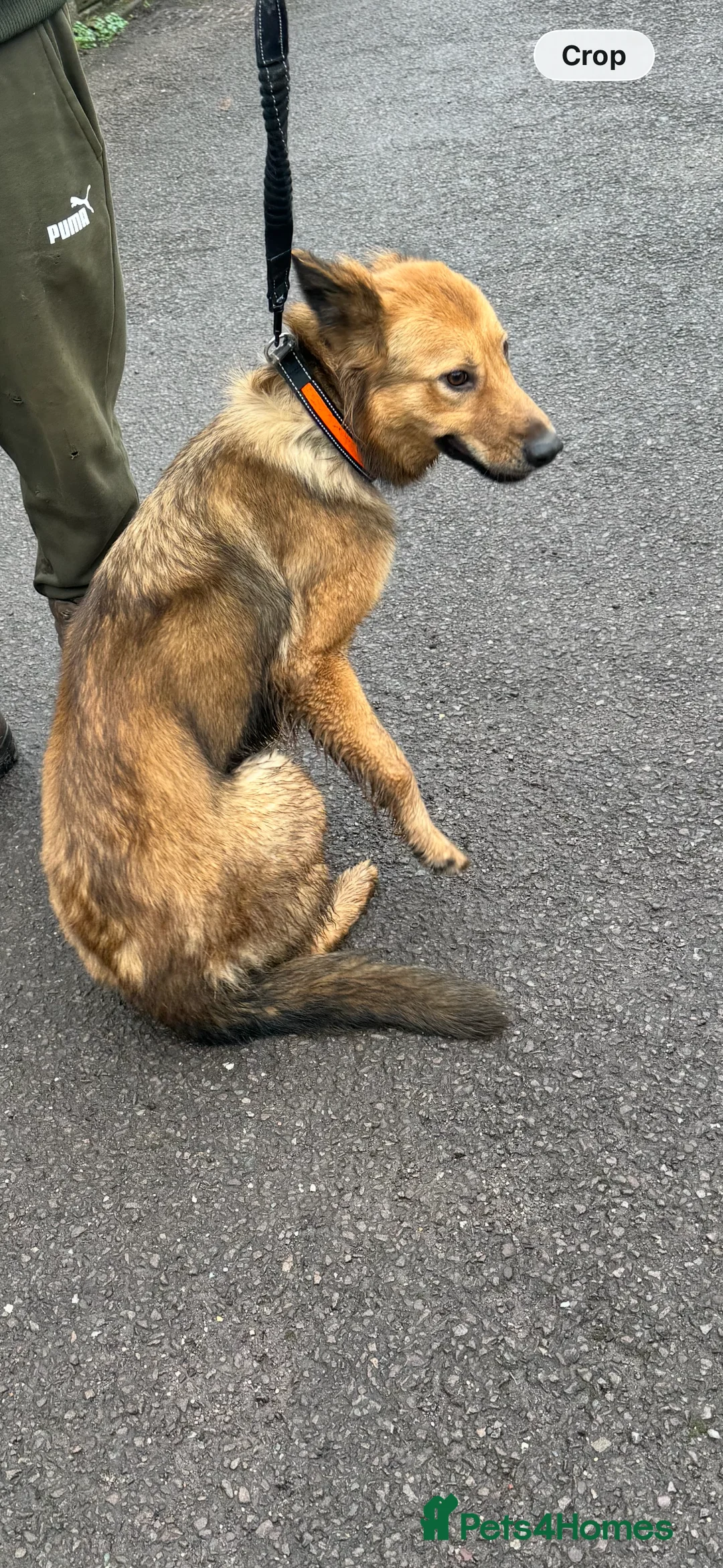 Mixed Breed dogs for sale: German Shepard cross - Advert 4