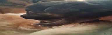 German Shepherd 1