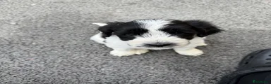 Mixed Breed Puppy 3