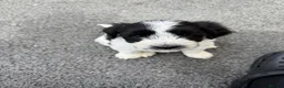 Mixed Breed dogs for sale: Cockerpoo x Sheepadoodle in Boston - Advert 3