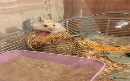 Hamster rodents for sale: Friendly dwarf hamster - 12 weeks old  - Image 5