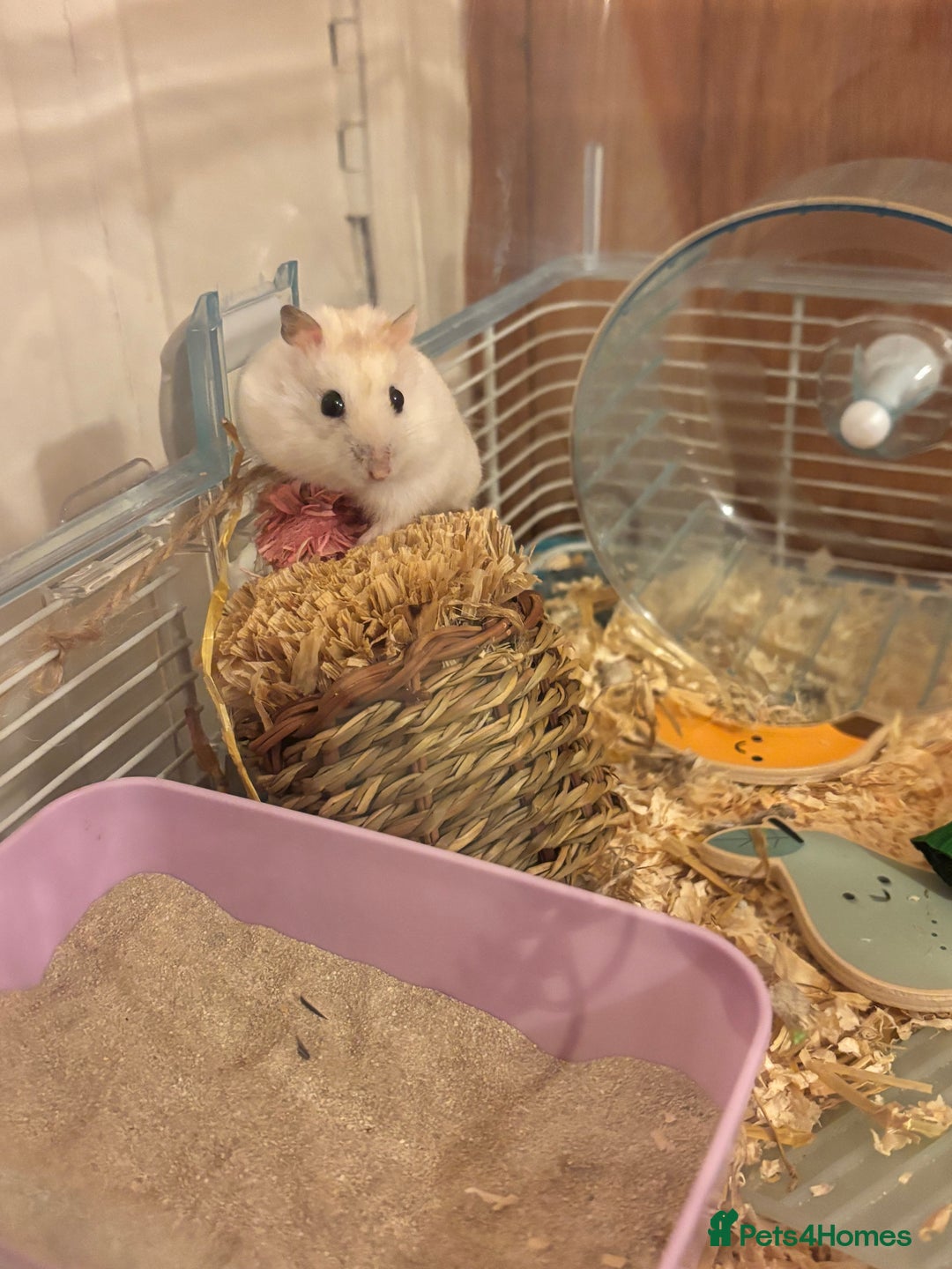 Hamster rodents for sale: Friendly dwarf hamster - 12 weeks old  - Image 5