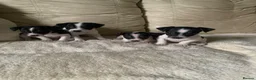 Jack Russell dogs for sale: Miniature jack russels - Advert 5