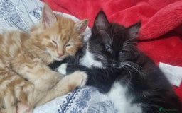 Turkish Angora cats for sale: Beautiful Fluffy Kittens Looking for Loving Homes - Image 28