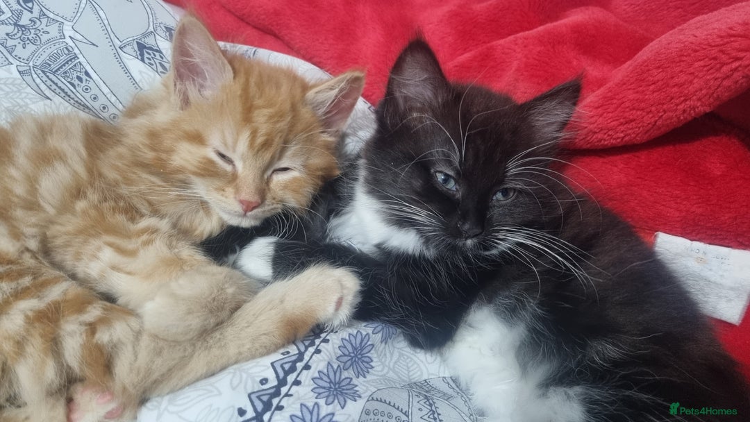 Turkish Angora cats for sale: Beautiful Fluffy Kittens Looking for Loving Homes - Image 28