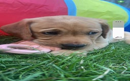 Labrador Retriever dogs for sale: Labrador puppies 1 red girl 1 black boy  - Image 3