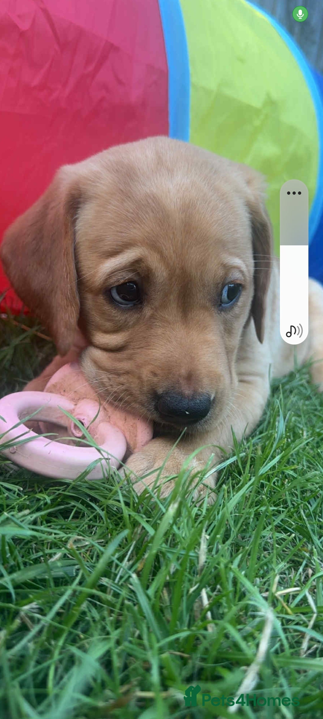 Labrador Retriever dogs for sale: Labrador puppies 1 red girl 1 black boy  - Image 3