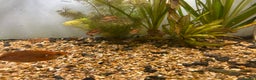 Other/Mixed Breed fish for sale: Fish tank and fish for sale - Advert 6