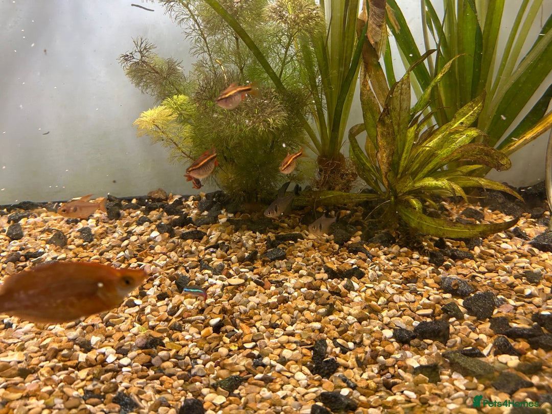 Other/Mixed Breed fish for sale: Fish tank and fish for sale - Advert 6