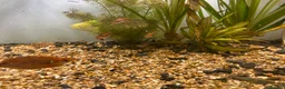 Other/Mixed Breed fish for sale: Fish tank and fish for sale - Advert 6