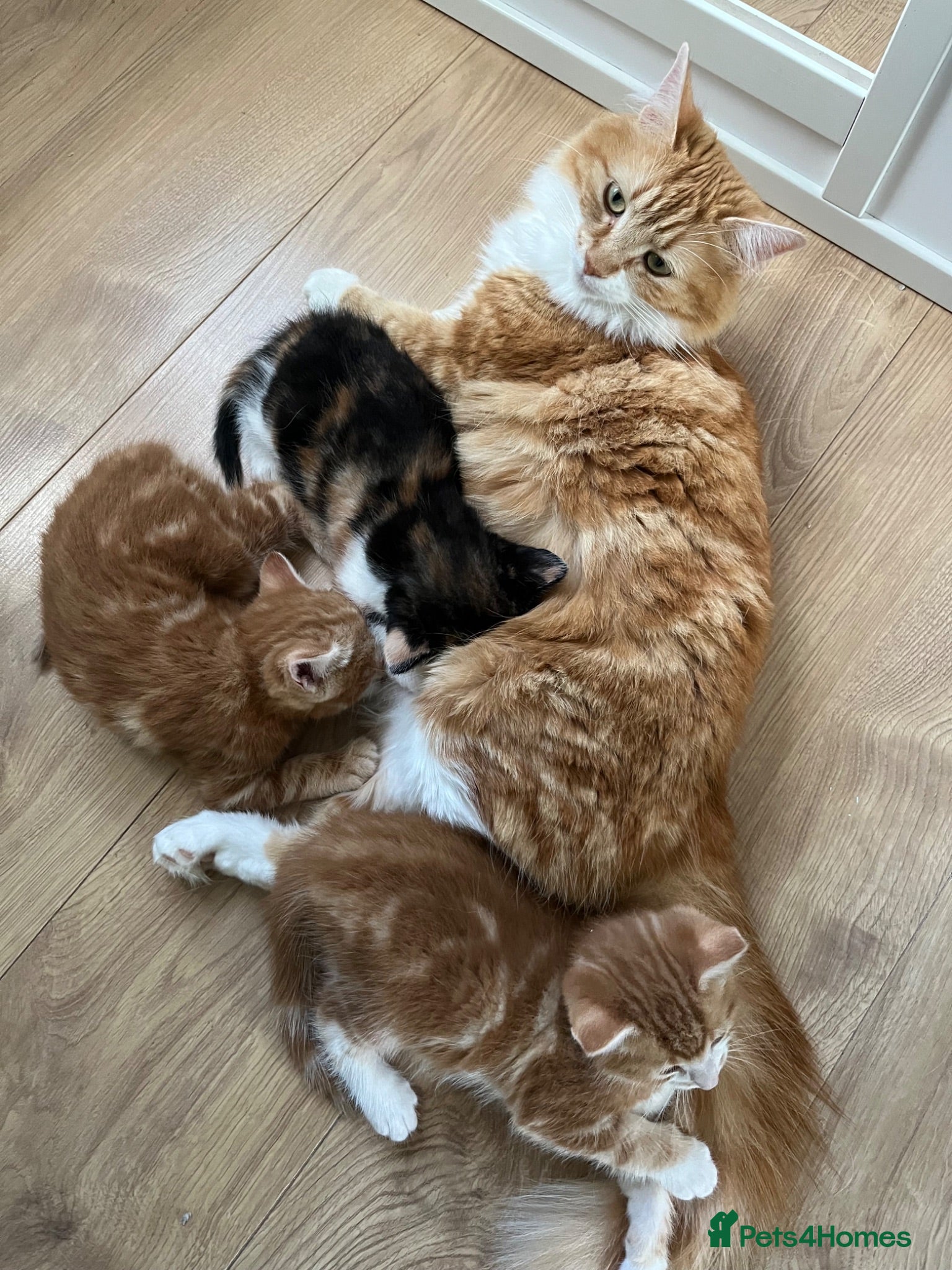 Mixed Breed cats Ragdoll mix kittens  - Advert 11