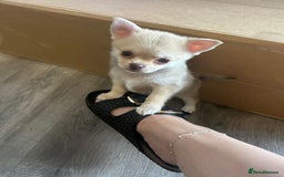 Chihuahua dogs for sale: READY NOW chihuahua x Pom puppies  - Image 10