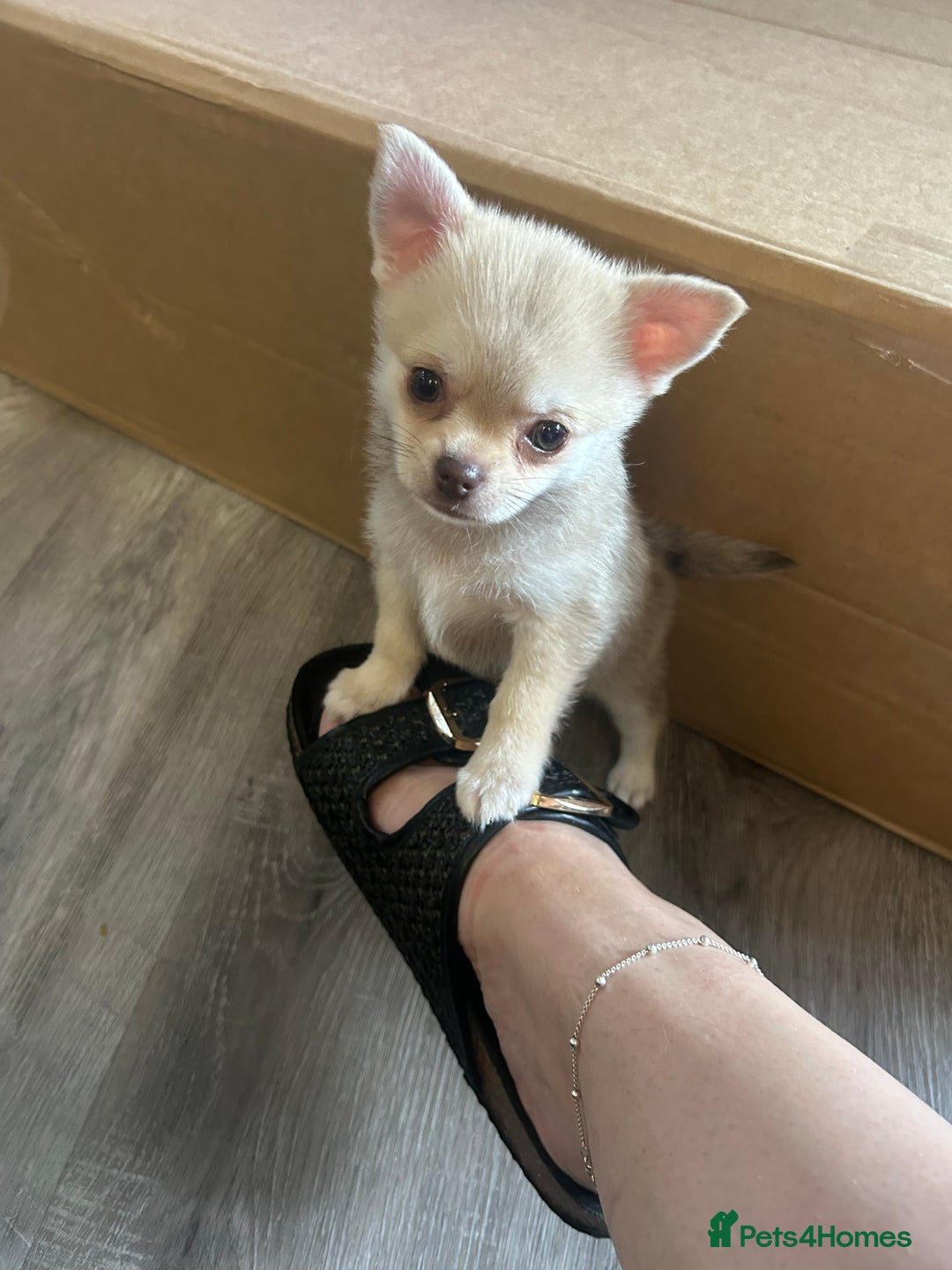 Chihuahua dogs for sale: READY NOW chihuahua x Pom puppies  - Image 10
