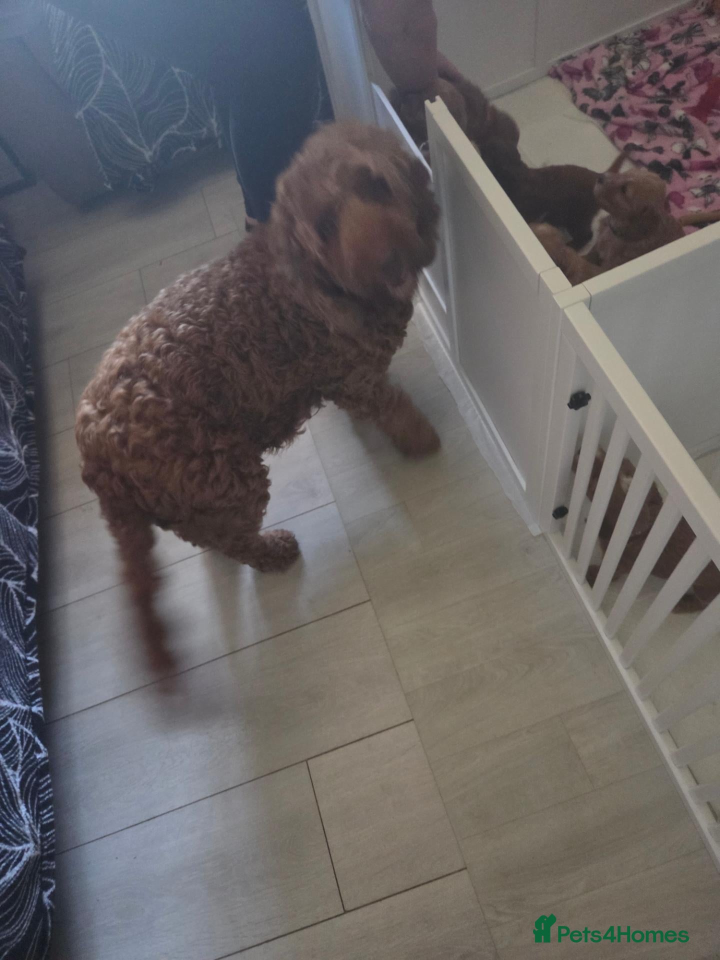 Cockapoo dogs for sale: 2 female pups left out of 11 - Advert 1