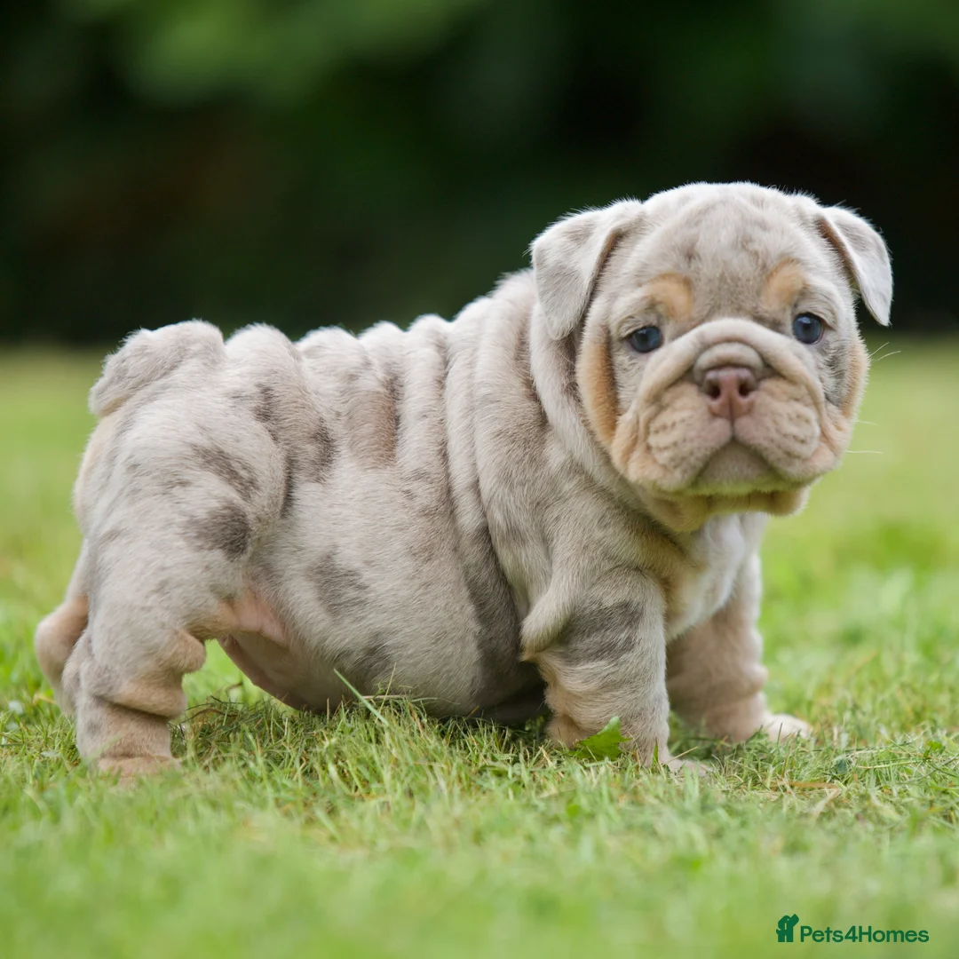 English Bulldog dogs for sale: EPIC BULLYZ BULLDOGS - Advert 17