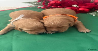 Golden Retriever dogs KC Dark Golden Retrievers 🧬 Health Tested Parents - Advert 1