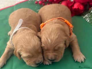 Golden Retriever dogs KC Dark Golden Retrievers 🧬 Health Tested Parents - Advert 4