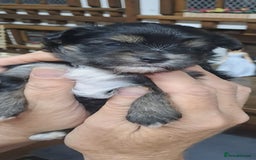 Yorkshire Terrier dogs for sale: Biewers yorkshire terriers  - Image 4