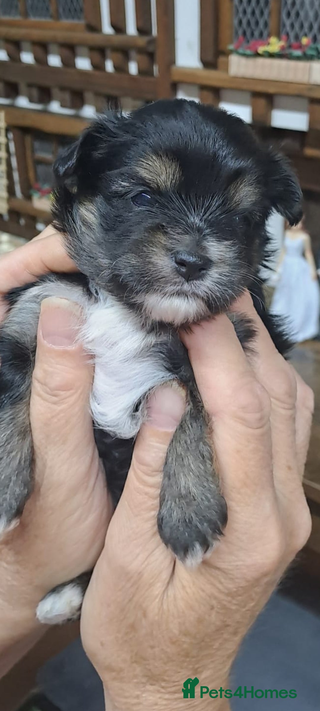 Yorkshire Terrier dogs for sale: Biewers yorkshire terriers  - Image 4