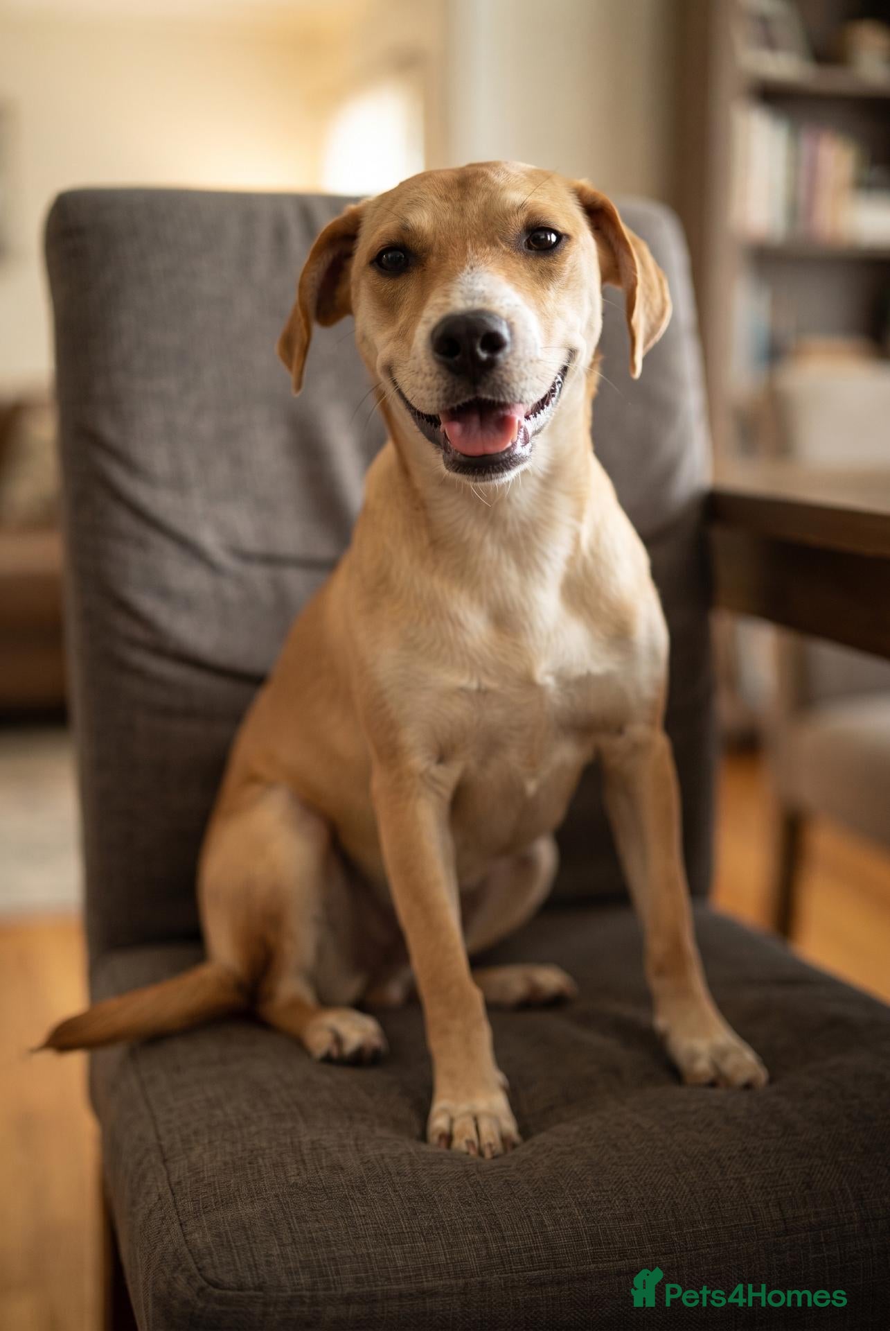 Mixed Breed dogs Jacky is a Sweet, Playful, and Clever Puppy - Advert 1