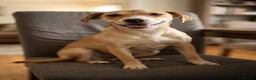 Mixed Breed dogs for sale: Jacky is a Sweet, Playful, and Clever Puppy - Advert 1