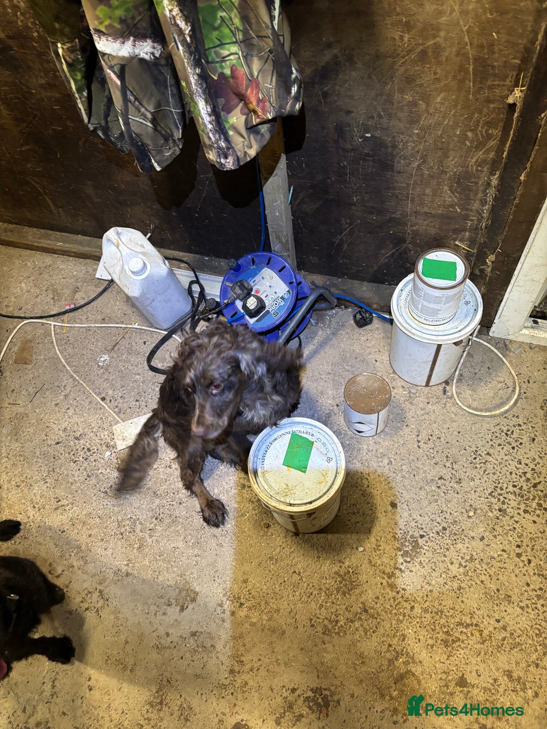 Sprocker dogs for sale: Sprocker bitch  - Advert 2