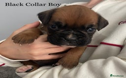 Boxer dogs for sale: 5 Beautiful KC Registered Boxer Puppies - Image 4