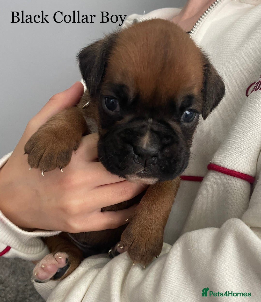 Boxer dogs for sale: 5 Beautiful KC Registered Boxer Puppies - Image 4