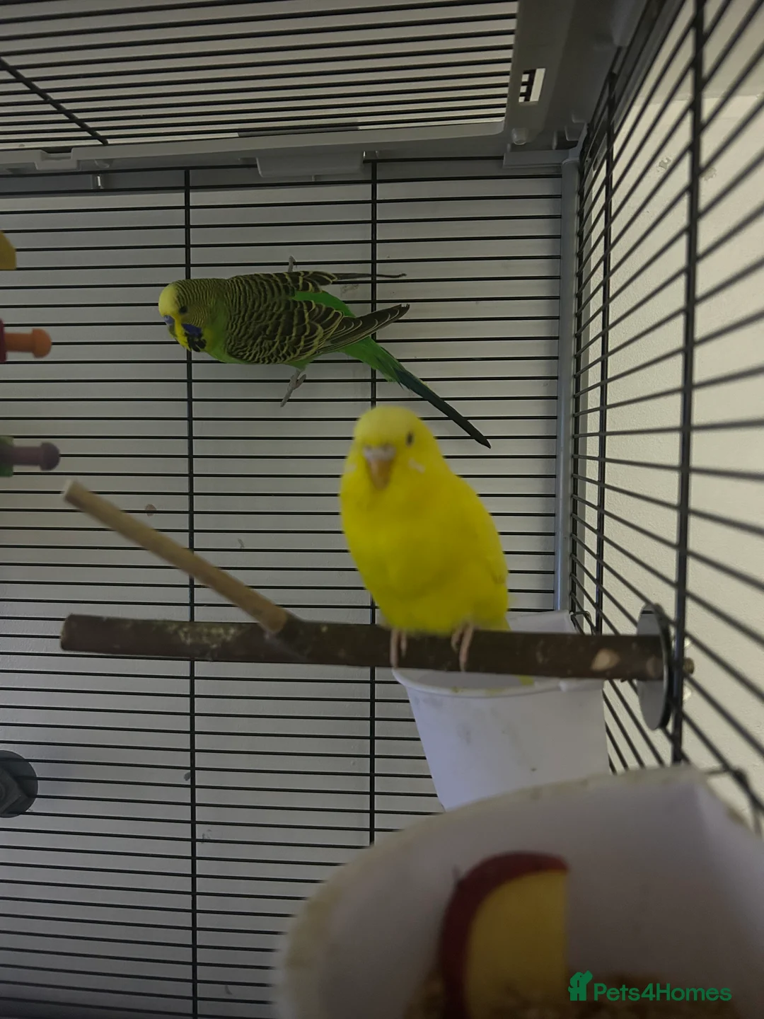 Budgerigars birds for sale: Tom and Jerry  - Advert 2