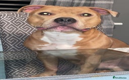 Staffordshire Bull Terrier dogs for stud: BLUE FAWN Staffordshire Bull Terrier Stud in Port Glasgow - Image 6