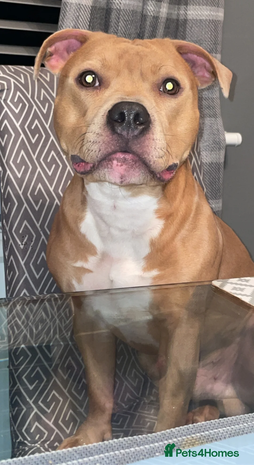 Staffordshire Bull Terrier dogs for stud: BLUE FAWN Staffordshire Bull Terrier Stud in Port Glasgow - Advert 6