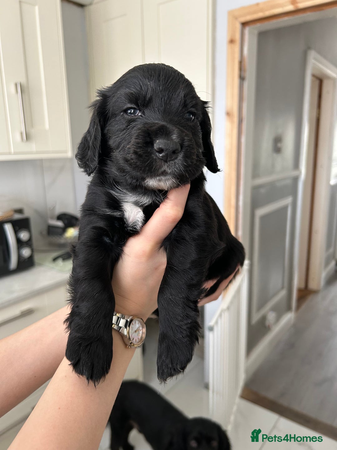 Cocker Spaniel dogs for sale: Cocker spaniels - Image 12