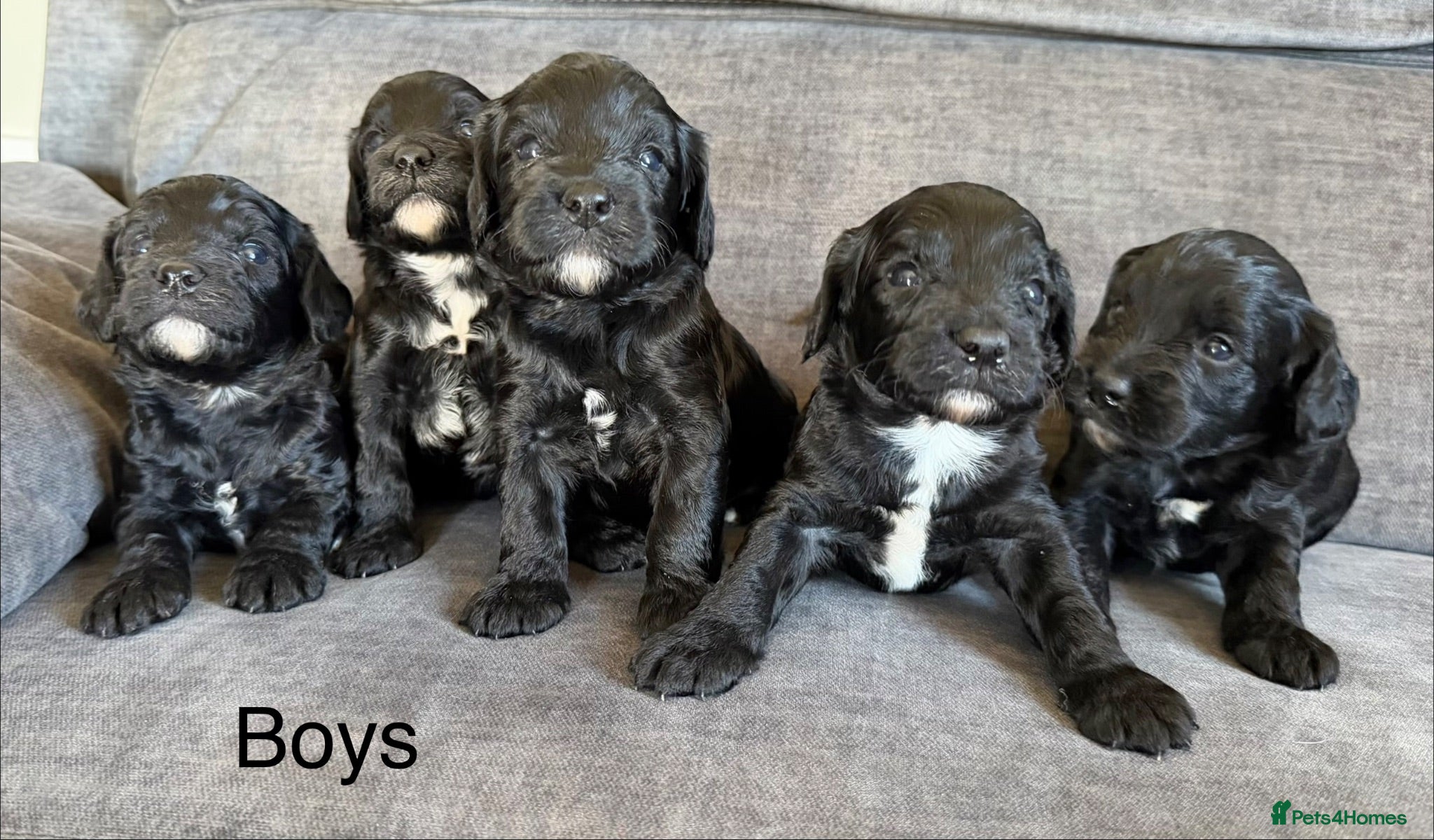 Cockapoo dogs Cockapoo puppies - Advert 2