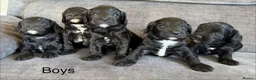 Cockapoo dogs for sale: Cockapoo puppies - Advert 2
