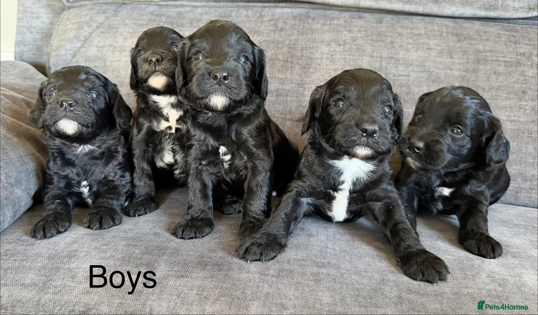 Cockapoo dogs for sale: Cockapoo puppies - Advert 2