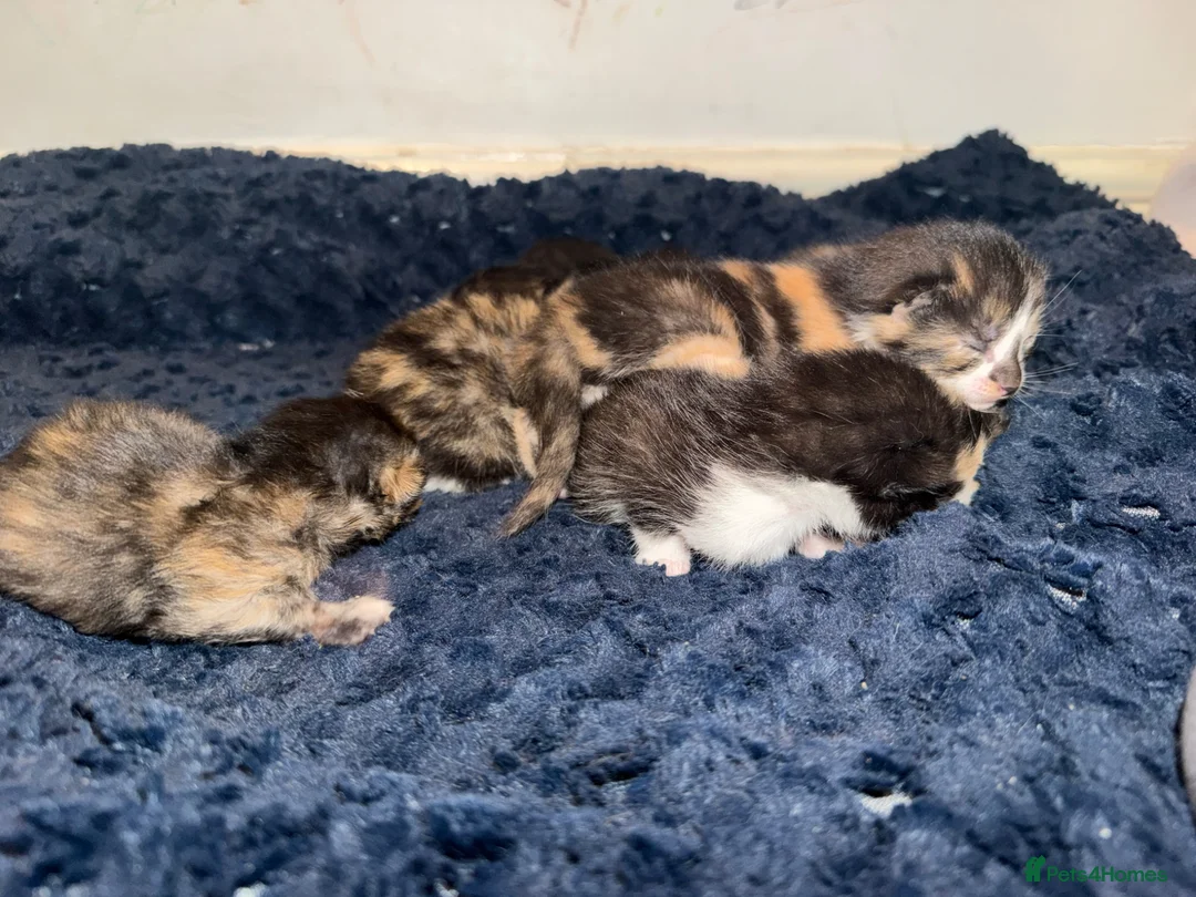Mixed Breed cats for sale: FOR SALE: calico and black white kittens  - Advert 1