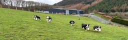 Border Collie dogs for sale: Border Collie Pups in Machynlleth - Advert 22