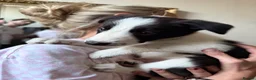Border Collie dogs for sale: Pure breed Border Collies short and long hair - Advert 10