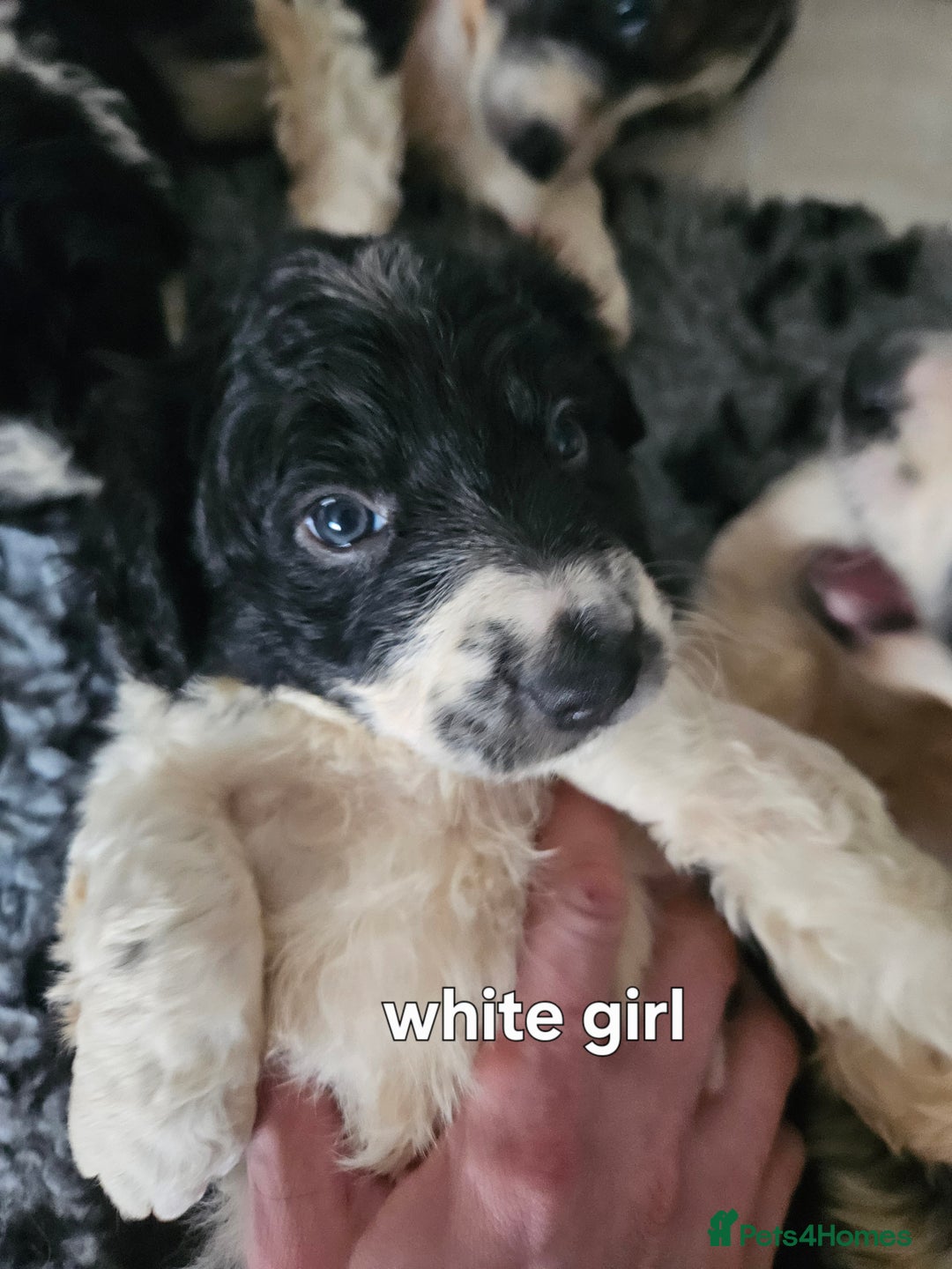 Border Collie dogs for sale: 6 Border collie pups - Advert 12