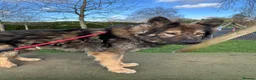 German Shepherd dogs for sale: Full pedigree GS for rehome  in Altrincham - Advert 1