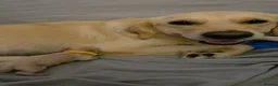 Golden Retriever dogs for sale: 6 gorgeous puppy Golden Retrievers for sale. - Advert 13