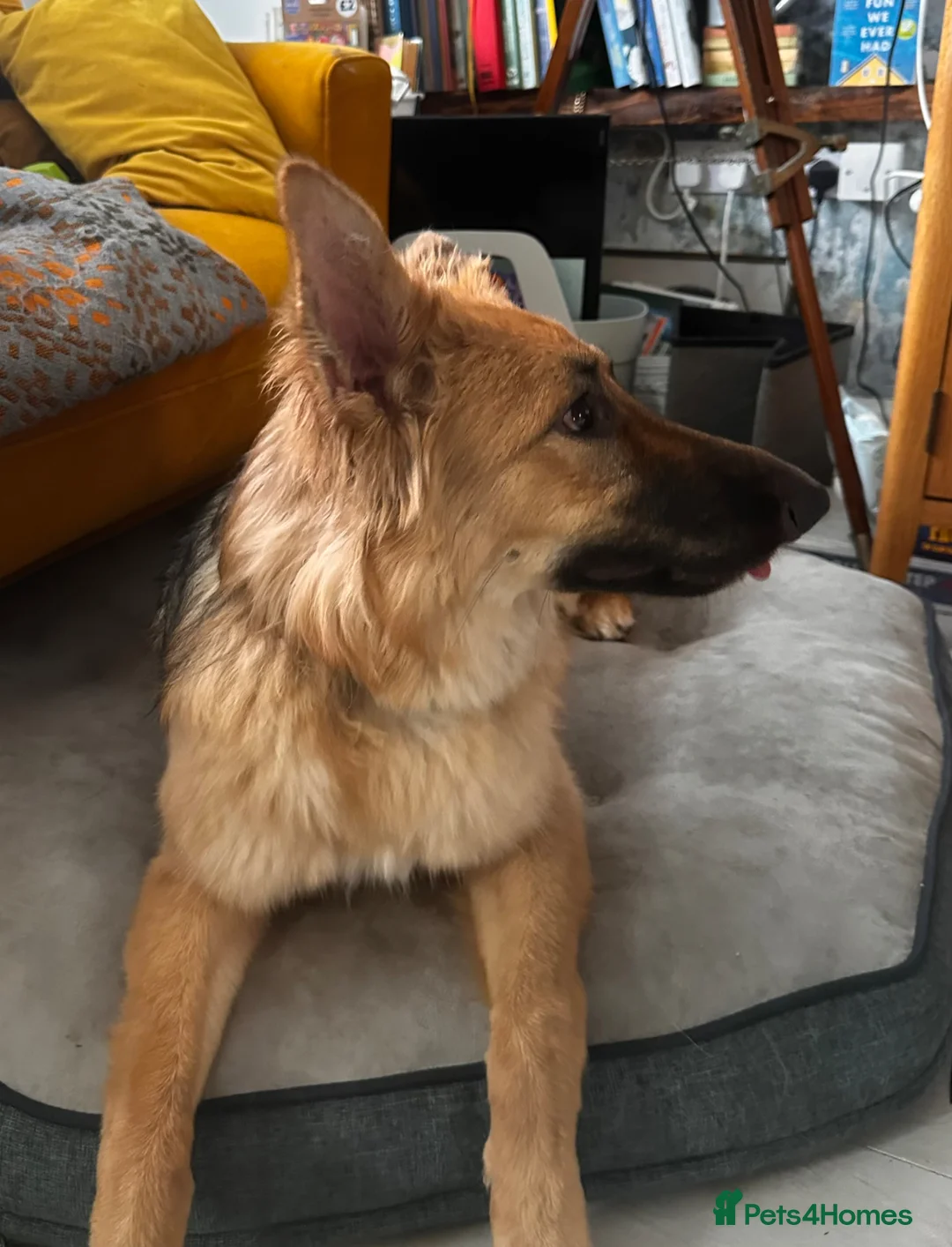 German Shepherd dogs for sale: Female GSD looking for forever home.  - Advert 2