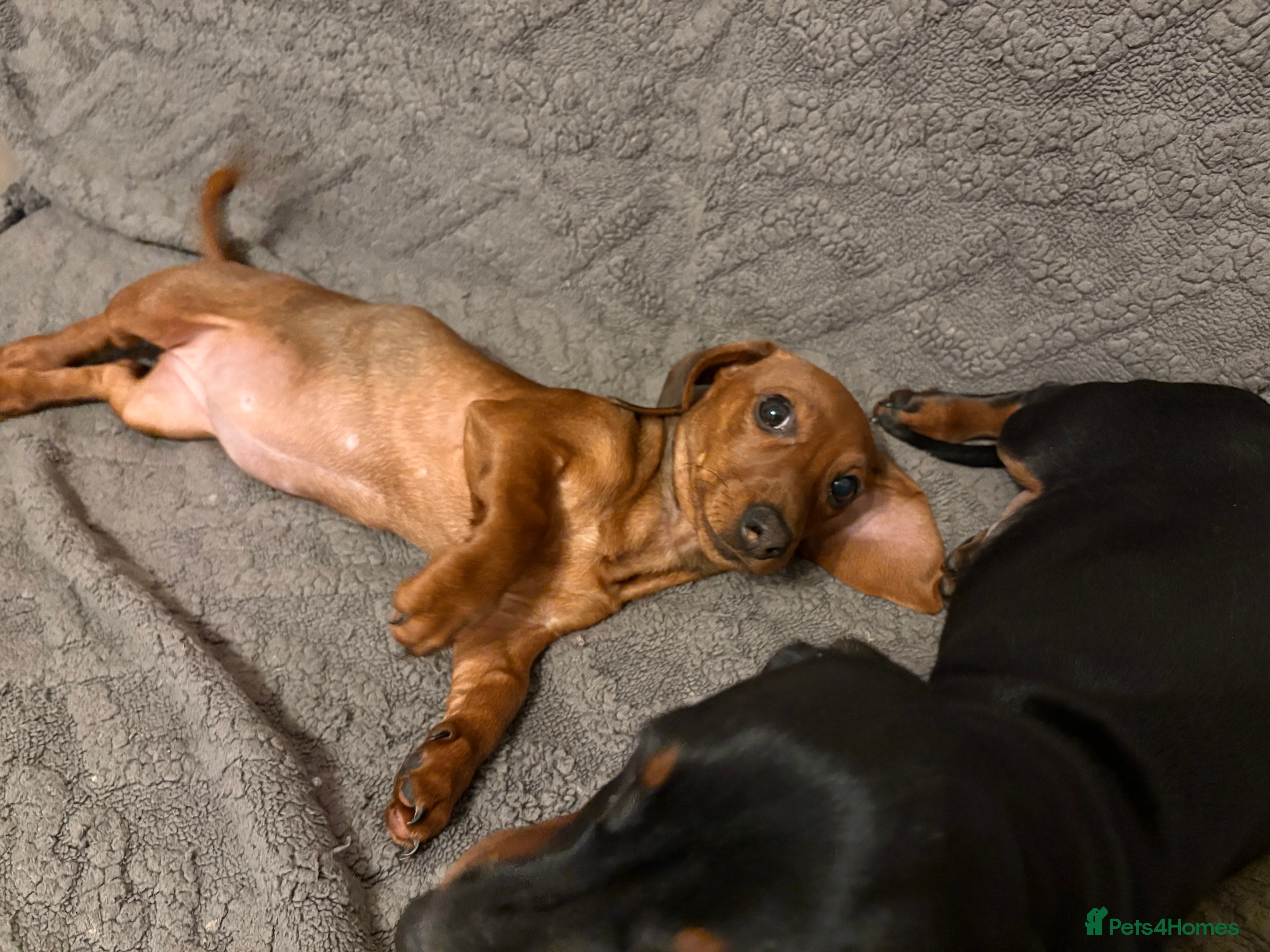 Dachshund dogs Miniature/standard dachshund puppies - Advert 10